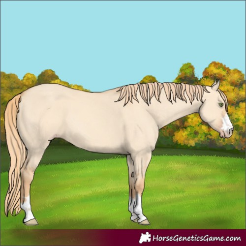 Horse Color:Unknown 