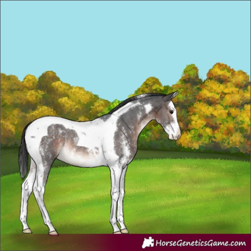 Horse Color:Brown Mushroom Sabino Splash Tobiano Varnish Rabicano