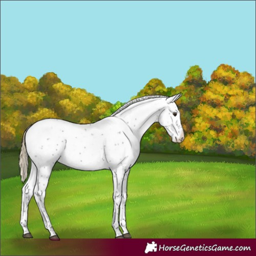 Horse Color:Liver Chestnut Sabino