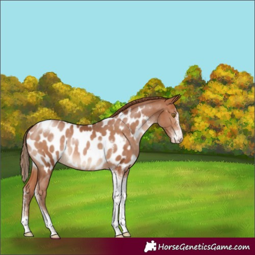 Horse Color:Brown Pearl Sabino Tobiano Blanket Rabicano 