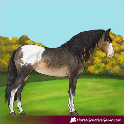 Horse Color:Buckskin Sabino Tobiano Appaloosa Rabicano 