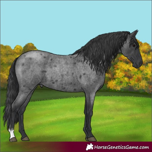 Horse Color:Blue Roan 