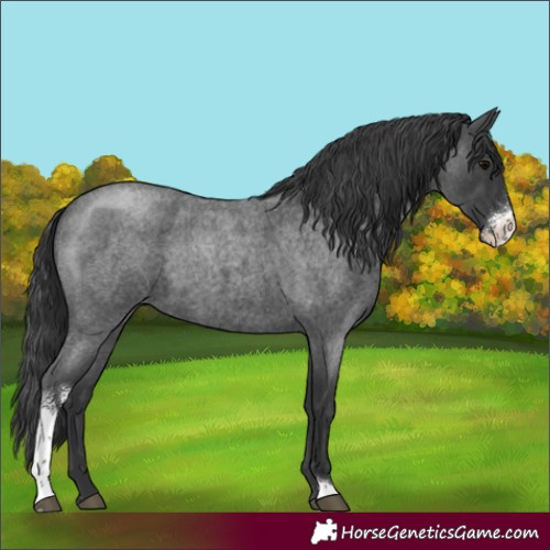 Horse Color:Blue Roan Sabino