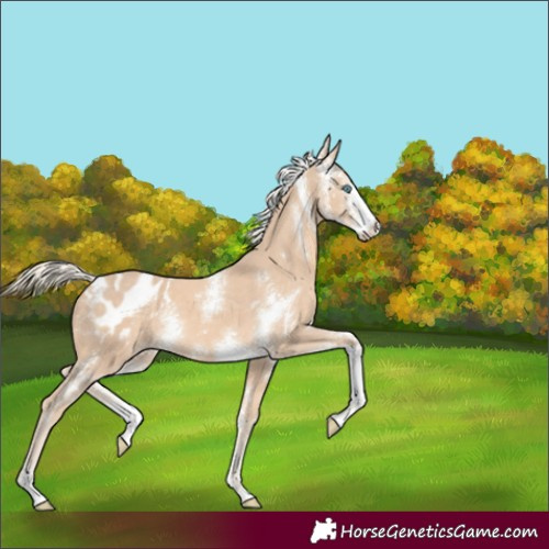Horse Color:Cremello Sabino Appaloosa