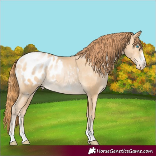 Horse Color:Buckskin Pearl Blanket