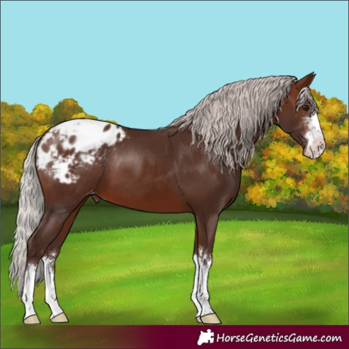 Horse Color:Silver Brown Appaloosa 