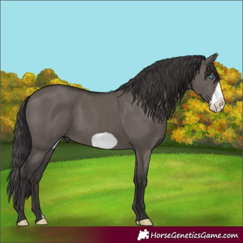 Horse Color:Smoky Grullo Frame