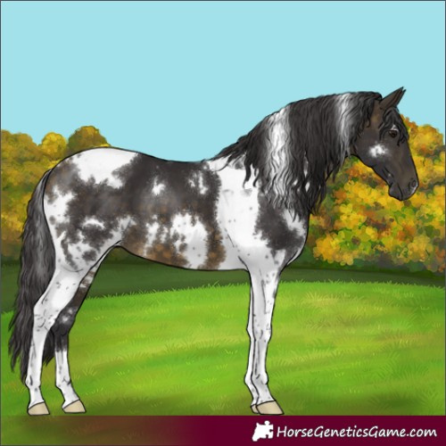 Horse Color:White Spotted Buckskin Tobiano 