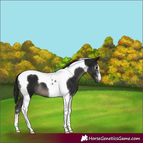 Horse Color:Gray Black Tobiano 