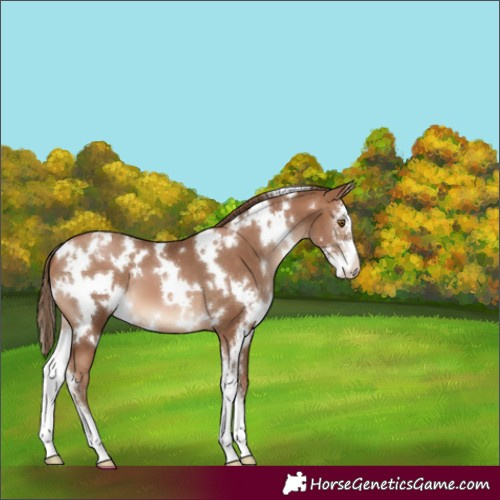 Horse Color:White Spotted Bay Pearl Sabino Varnish