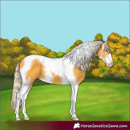 Horse Color:Palomino Sabino Tobiano