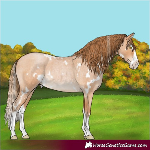 Horse Color:White Spotted Bay Roan Pearl Splash