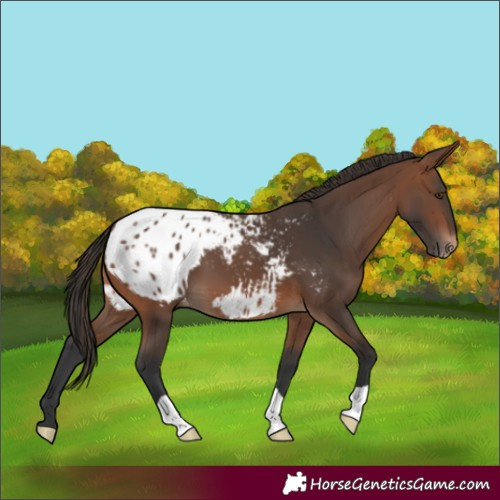 Horse Color:Brown Blanket