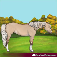 Horse Color:Silver Bay Dun