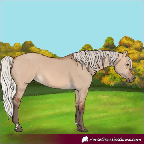 Horse Color:Silver Bay Dun 