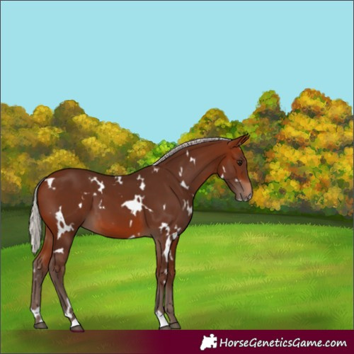 Horse Color:White Spotted Silver Brown 
