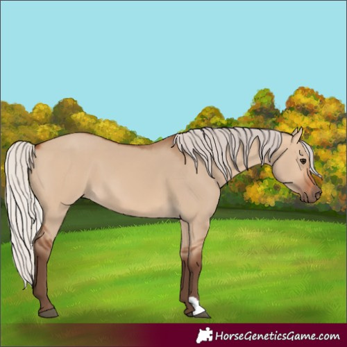 Horse Color:Silver Bay Dun 