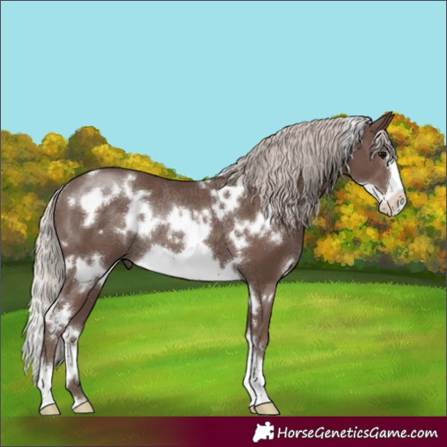 Horse Color:White Spotted Silver Black Frame Rabicano 