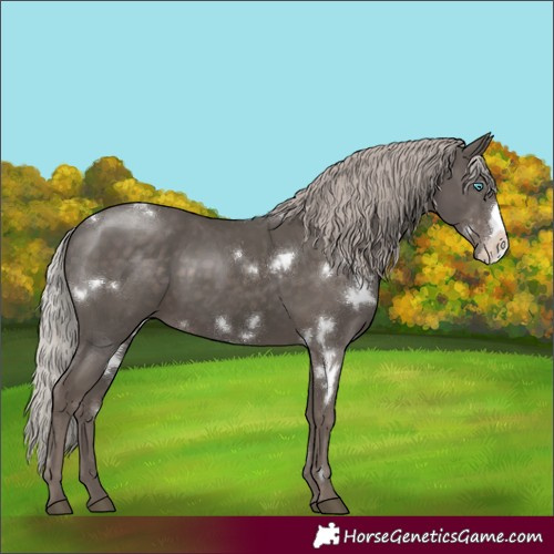 Horse Color:White Spotted Silver Black Frame Rabicano 