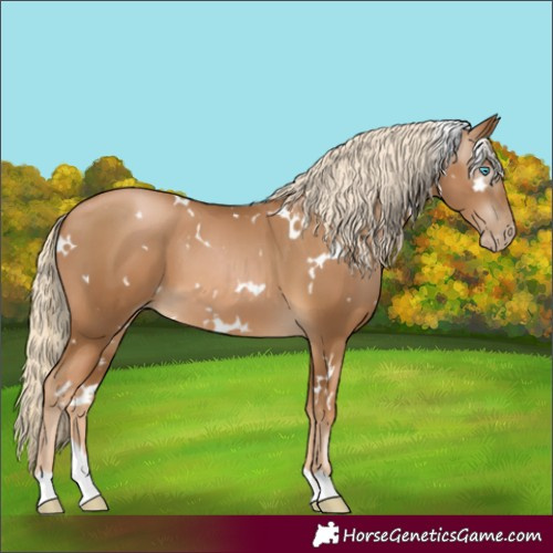 Horse Color:Gray White Spotted Palomino Pearl 