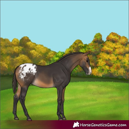 Horse Color:Buckskin Frame Varnish Rabicano 