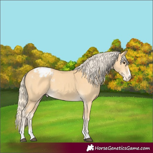 Horse Color:Palomino Appaloosa