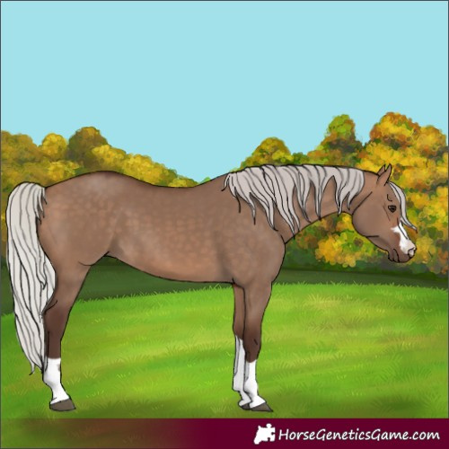 Horse Color:Silver Brown Dun 