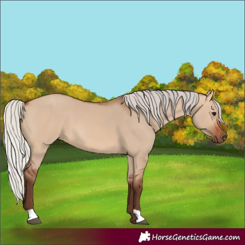 Horse Color:Silver Bay Dun 