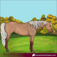 Horse Color:Silver Bay Dun 