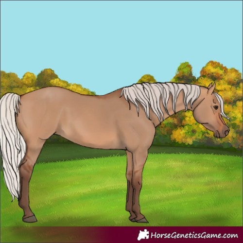 Horse Color:Silver Bay Dun