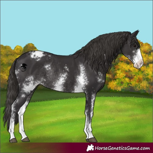 Horse Color:Smoky Black Sabino Appaloosa Rabicano 