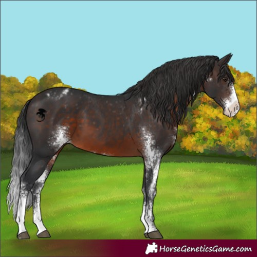Horse Color:Brown Sabino Appaloosa Rabicano 