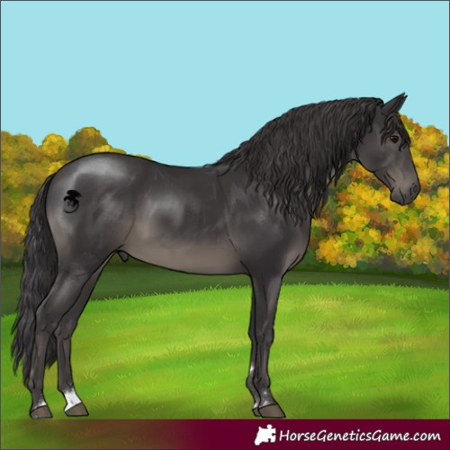 Horse Color:Smoky Black Rabicano 
