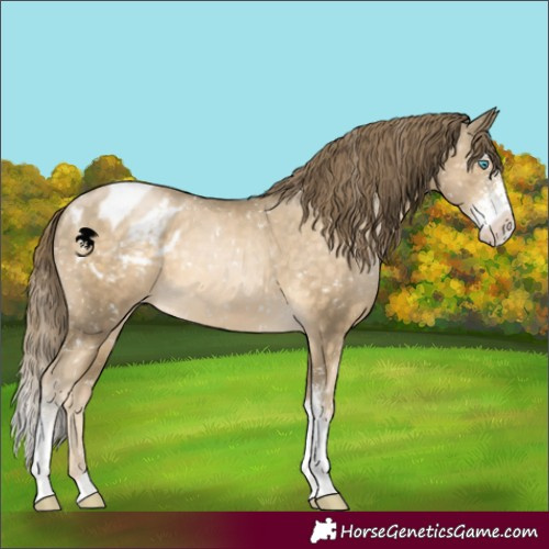 Horse Color:Buckskin Pearl Sabino Tobiano Appaloosa Rabicano 