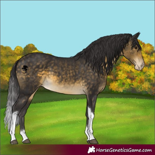 Horse Color:Buckskin Tobiano Appaloosa 