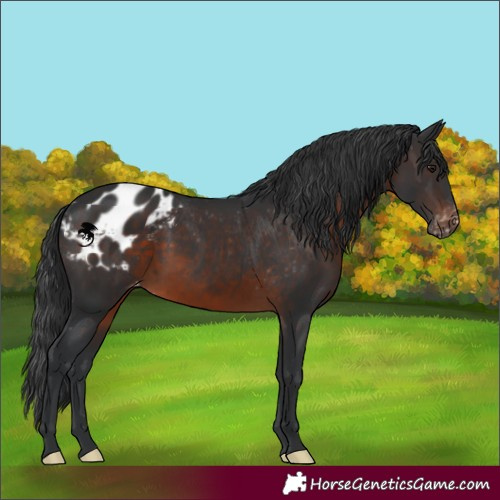 Horse Color:Brown Appaloosa 