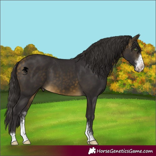 Horse Color:Buckskin Sabino 