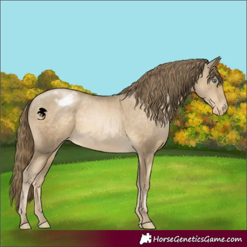 Horse Color:Smoky Black Pearl Appaloosa 