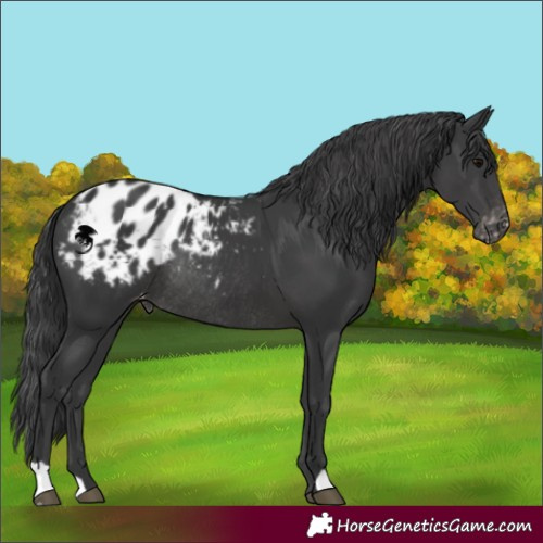 Horse Color:Black Appaloosa Rabicano 