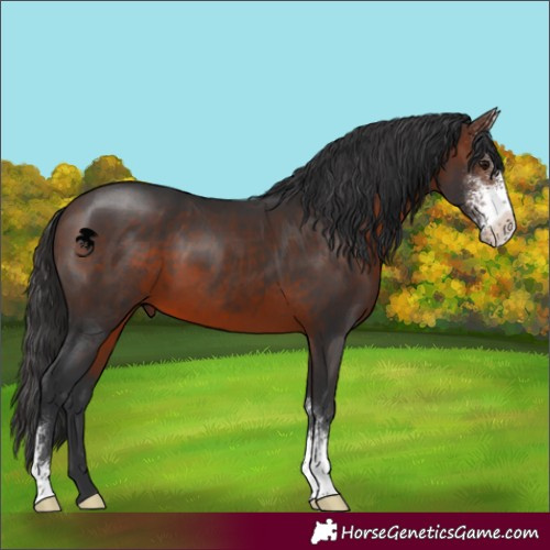 Horse Color:Brown Sabino 