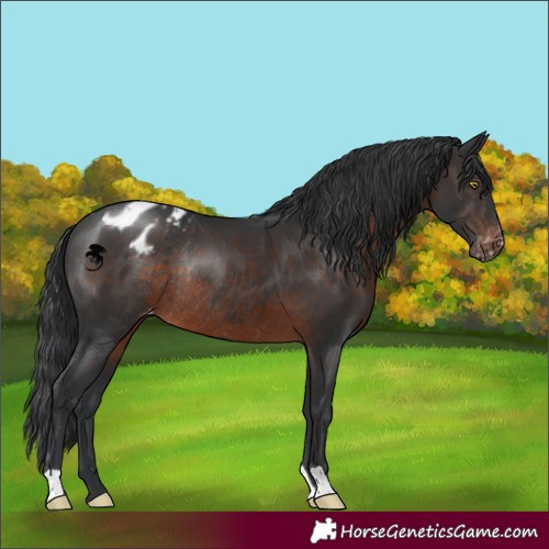 Horse Color:Brown Appaloosa Rabicano 