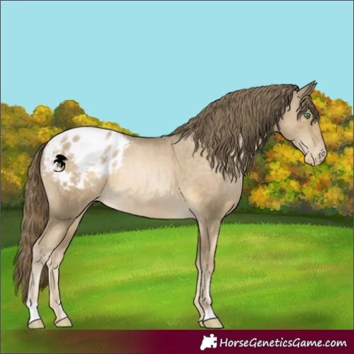 Horse Color:Smoky Black Pearl Appaloosa Rabicano 