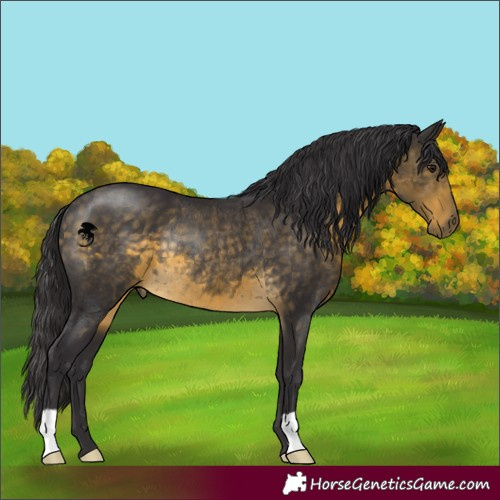 Horse Color:Buckskin Rabicano 