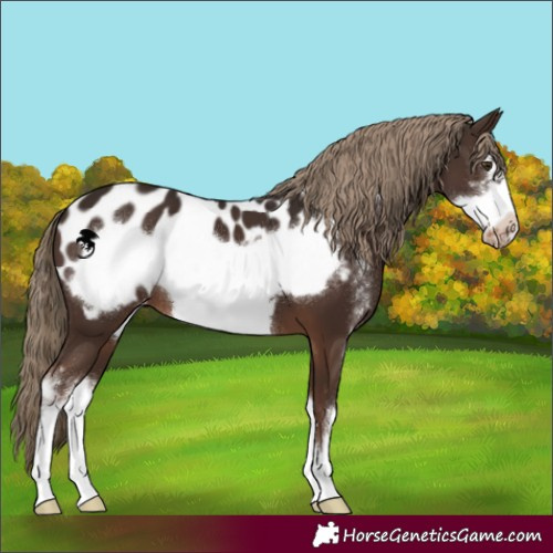 Horse Color:Liver Chestnut Sabino Frame Appaloosa 