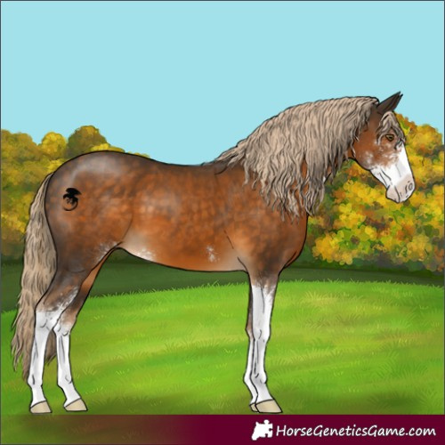 Horse Color:Chocolate Palomino Sabino 