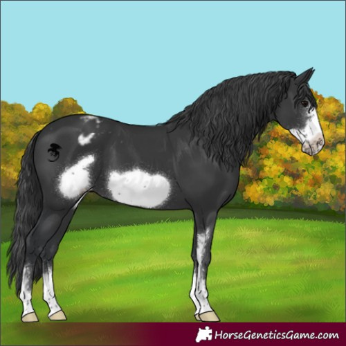 Horse Color:Black Sabino Frame Appaloosa 