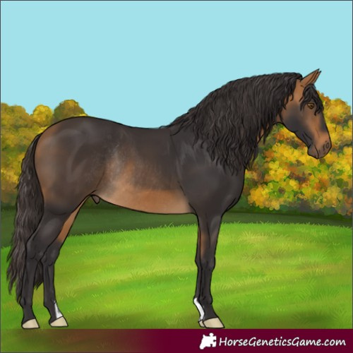 Horse Color:Buckskin Rabicano 