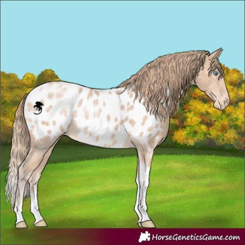 Horse Color:Perlino Tobiano Appaloosa Rabicano 