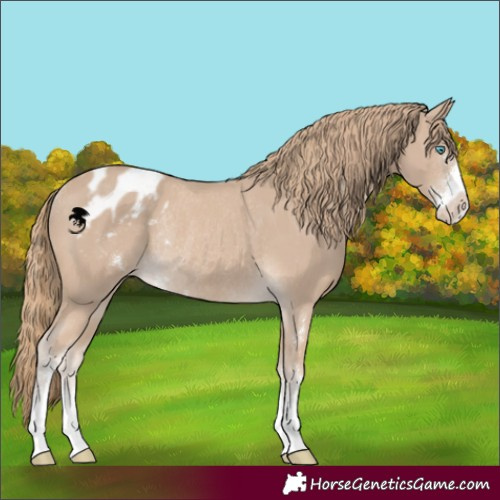 Horse Color:Smoky Creme Sabino Appaloosa Rabicano 