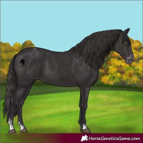 Horse Color:Smoky Black Sabino Appaloosa Rabicano 
